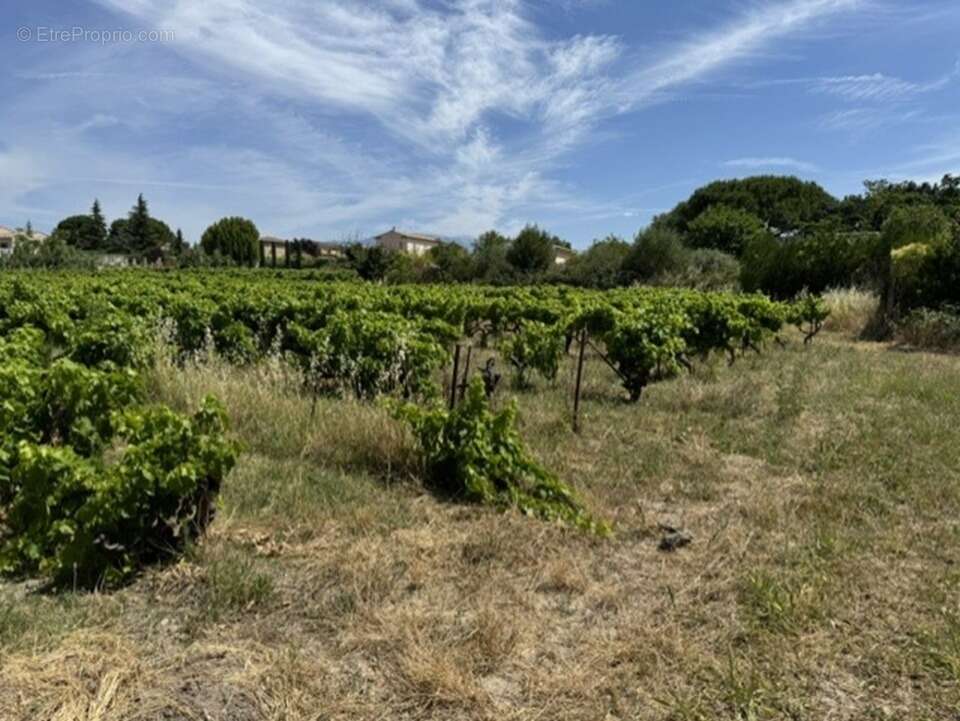 Terrain à MAZAN