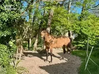 Propriété de caractère en pierres – Domaine équestre sur près de 6 hectares - photo 34