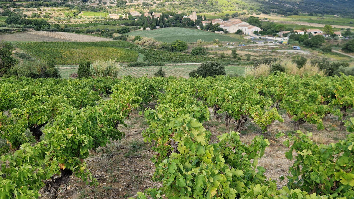 Terrain à MONTPEYROUX