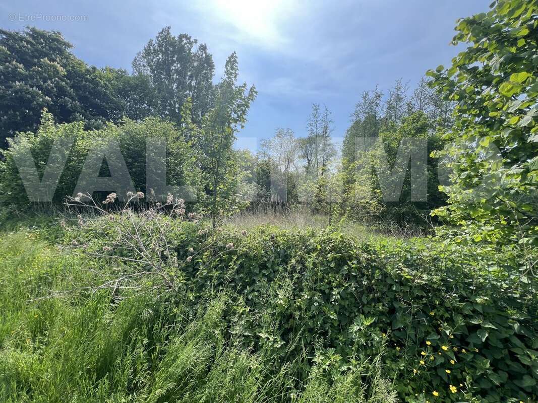 IMG_9067 - Terrain à ARLEUX