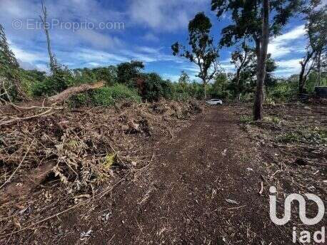 Photo 6 - Terrain à SAINT-PIERRE