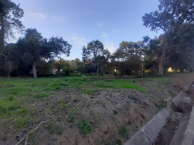 Terrain à SAN-NICOLAO