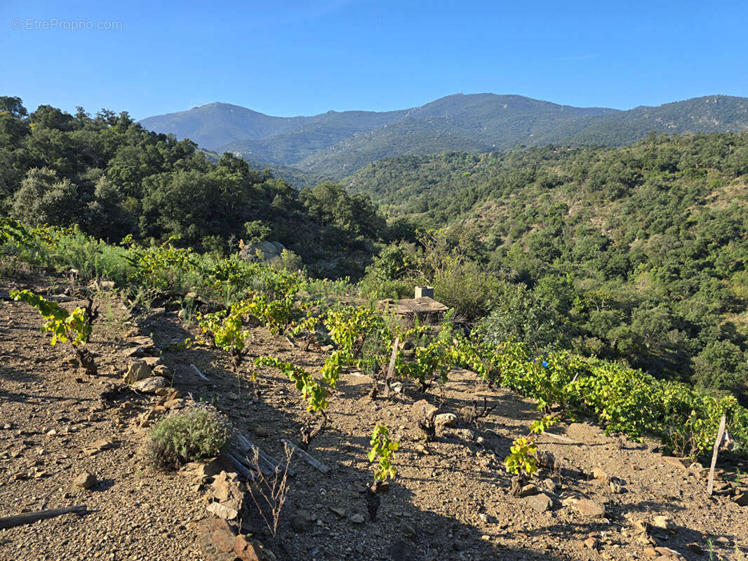 Terrain à COLLIOURE