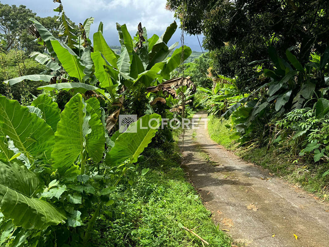 Terrain à LE LORRAIN