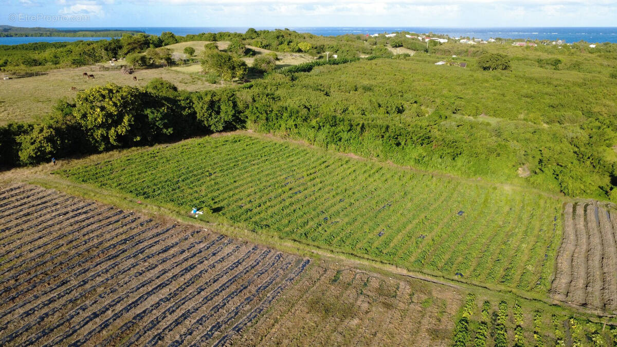 Terrain à LE VAUCLIN
