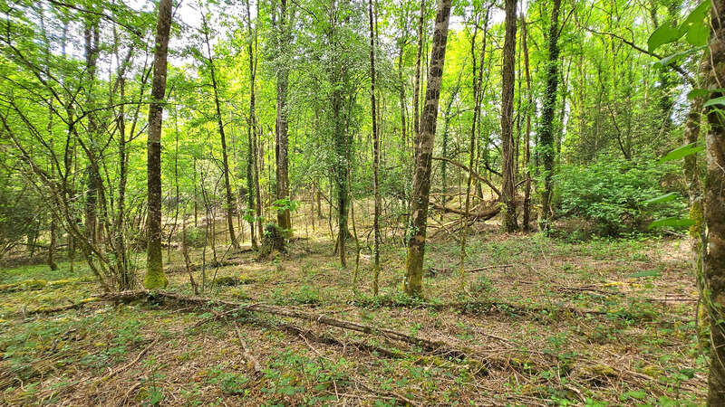Terrain à SAINT-JUNIEN