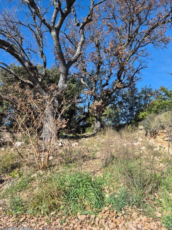 Terrain à LA BASTIDE-DES-JOURDANS
