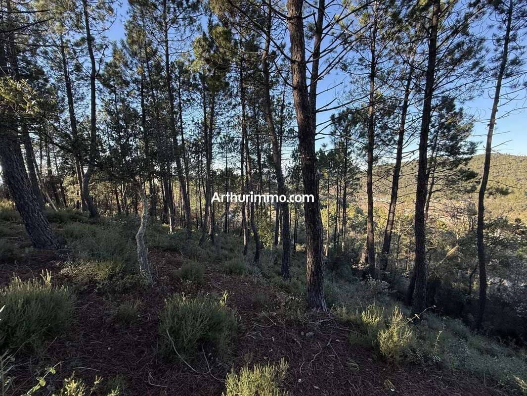 Vente Terrain Vidauban(83550) 130 000ï¿œ - photo 2