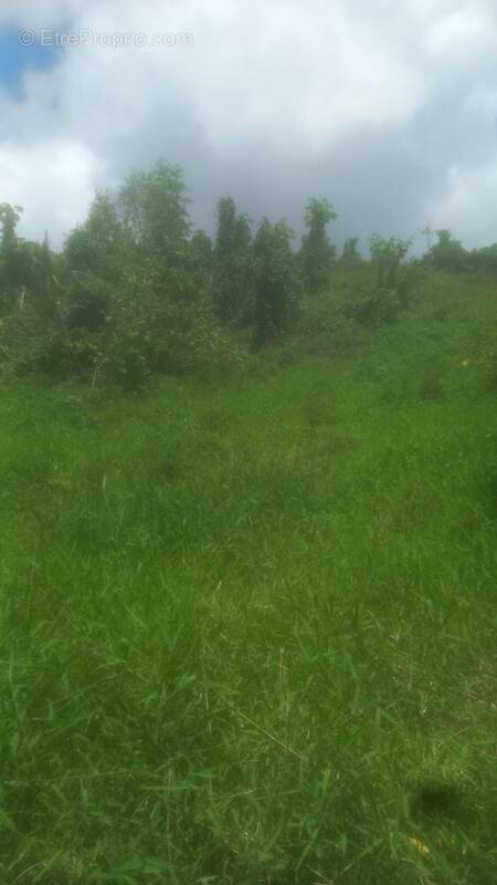 Terrain à LES ABYMES