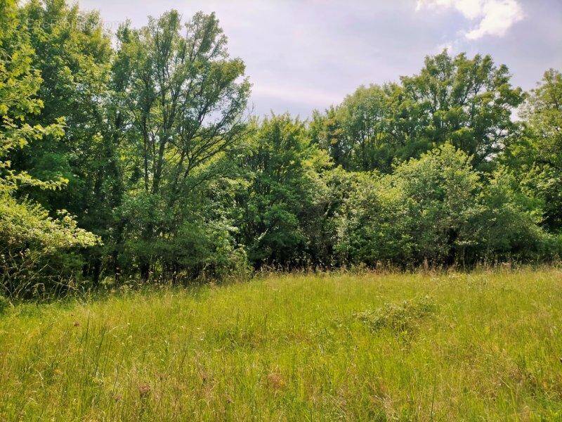 Photo 1 - Terrain à LUZECH