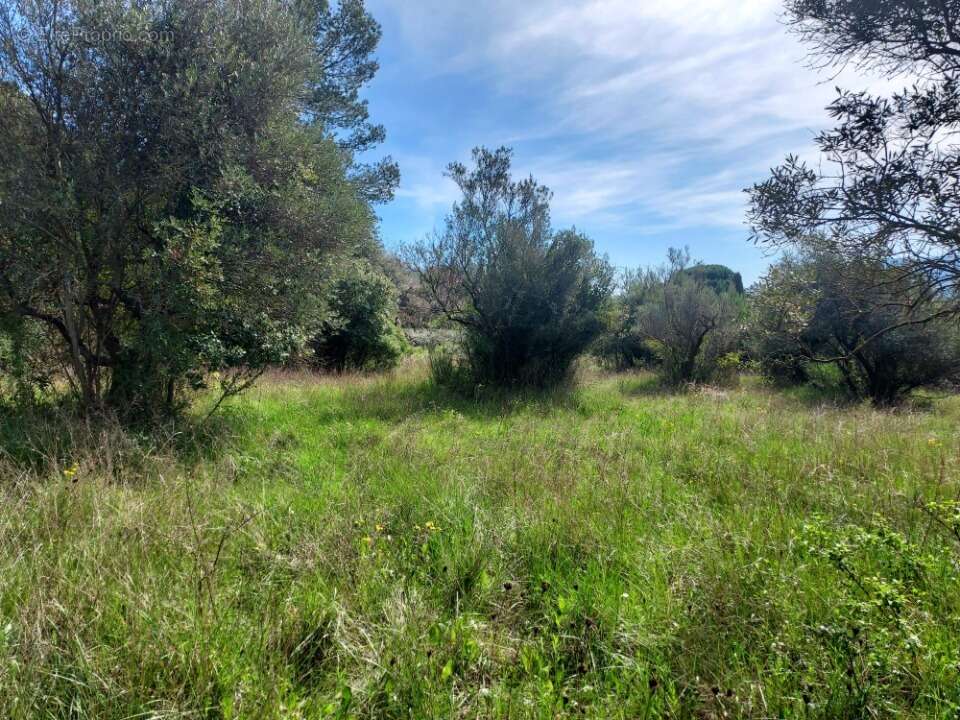 Terrain 1376 m² à Camps-La-Source  - photo 4