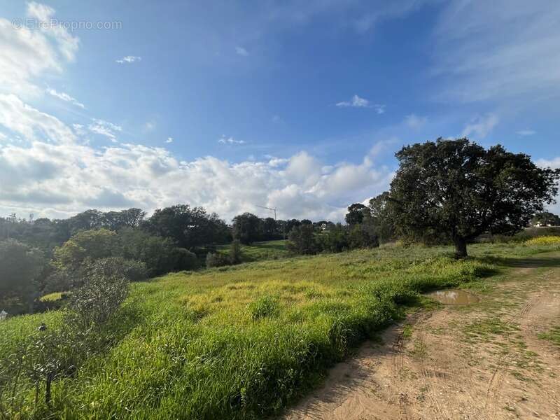 Terrain à ALERIA