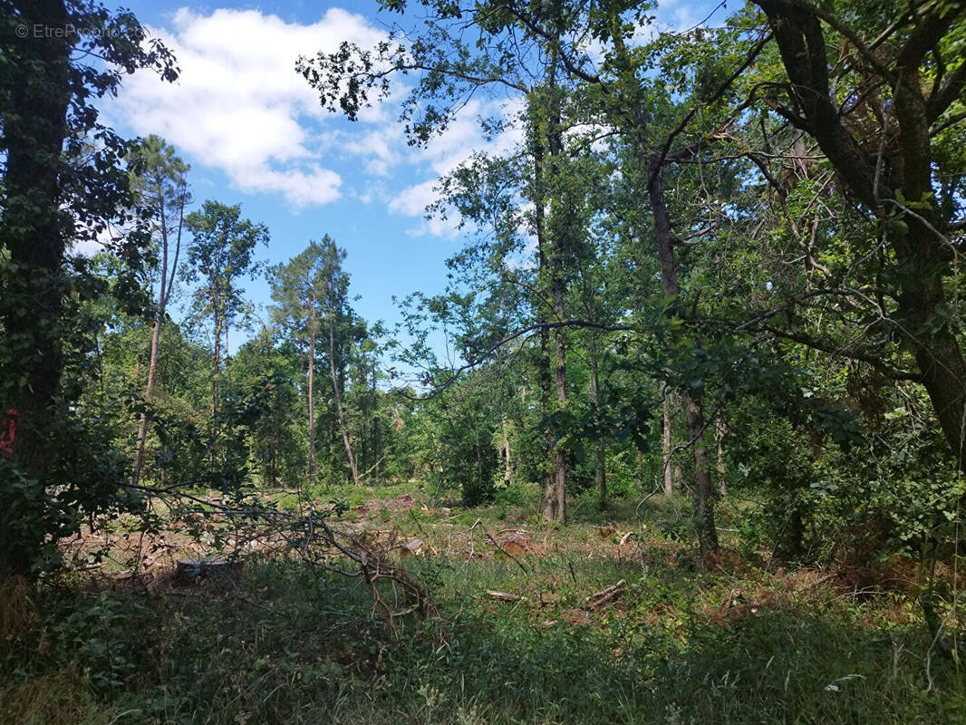 Terrain à SELLES-SUR-CHER