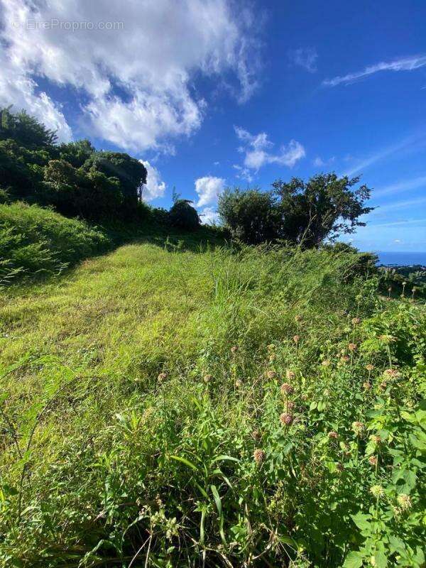 Terrain à LE MORNE-VERT