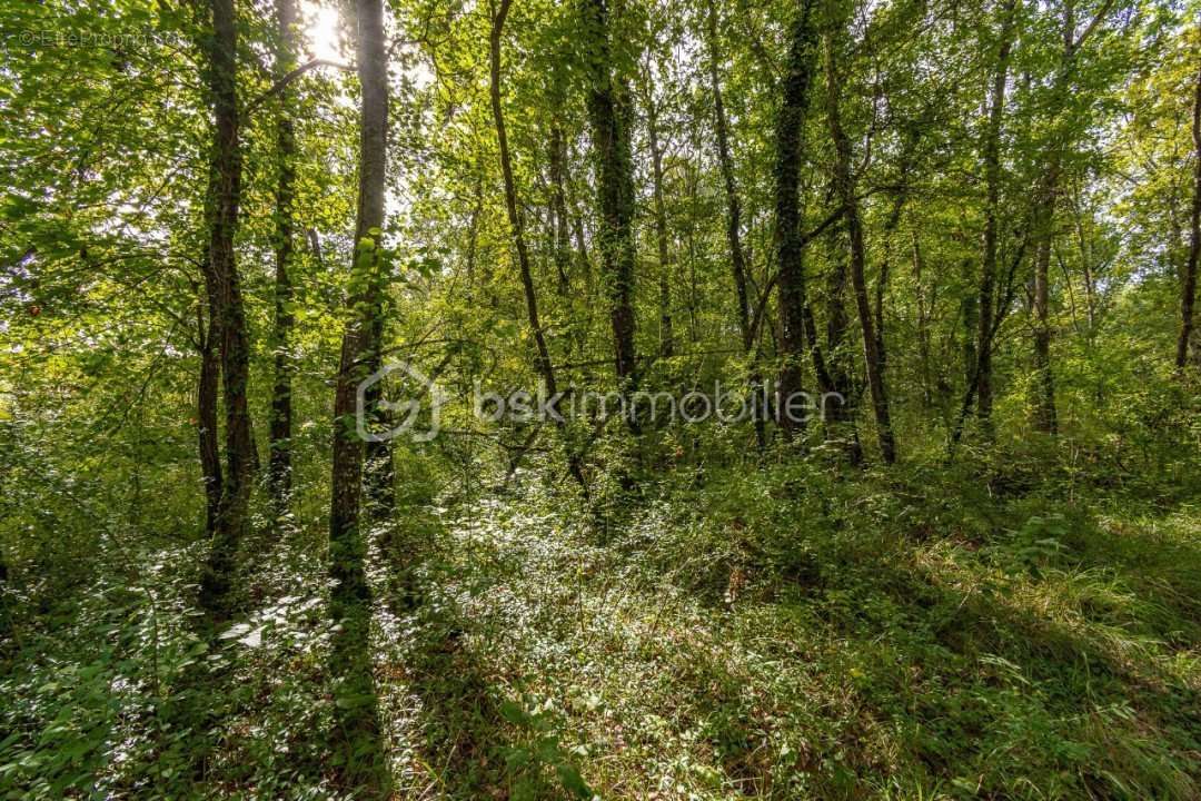 Terrain à NANTEAU-SUR-LUNAIN