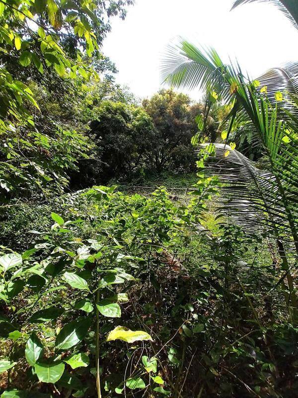 Terrain à SAINT-JOSEPH