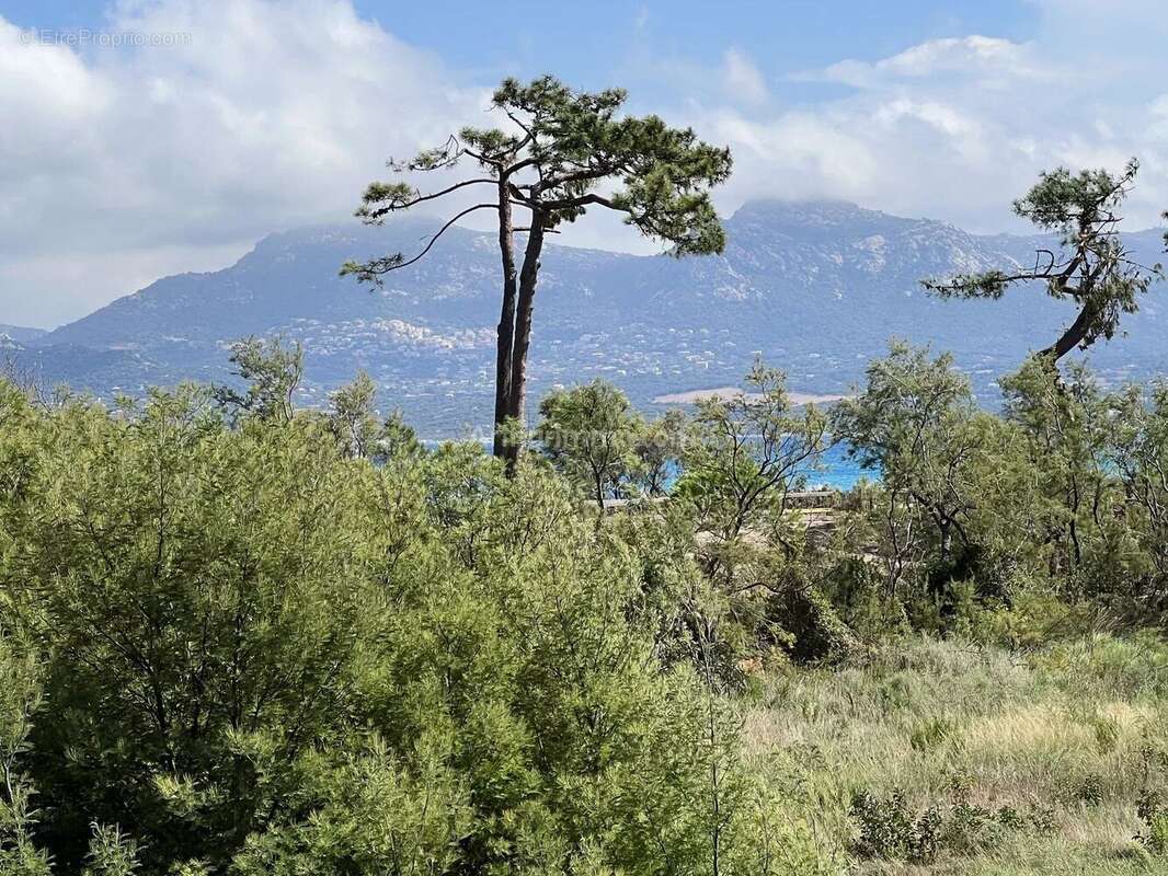 Appartement à CALVI