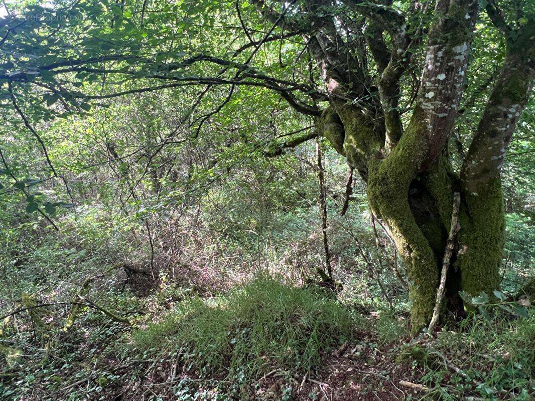 Terrain à SAINT-YRIEIX-LA-PERCHE