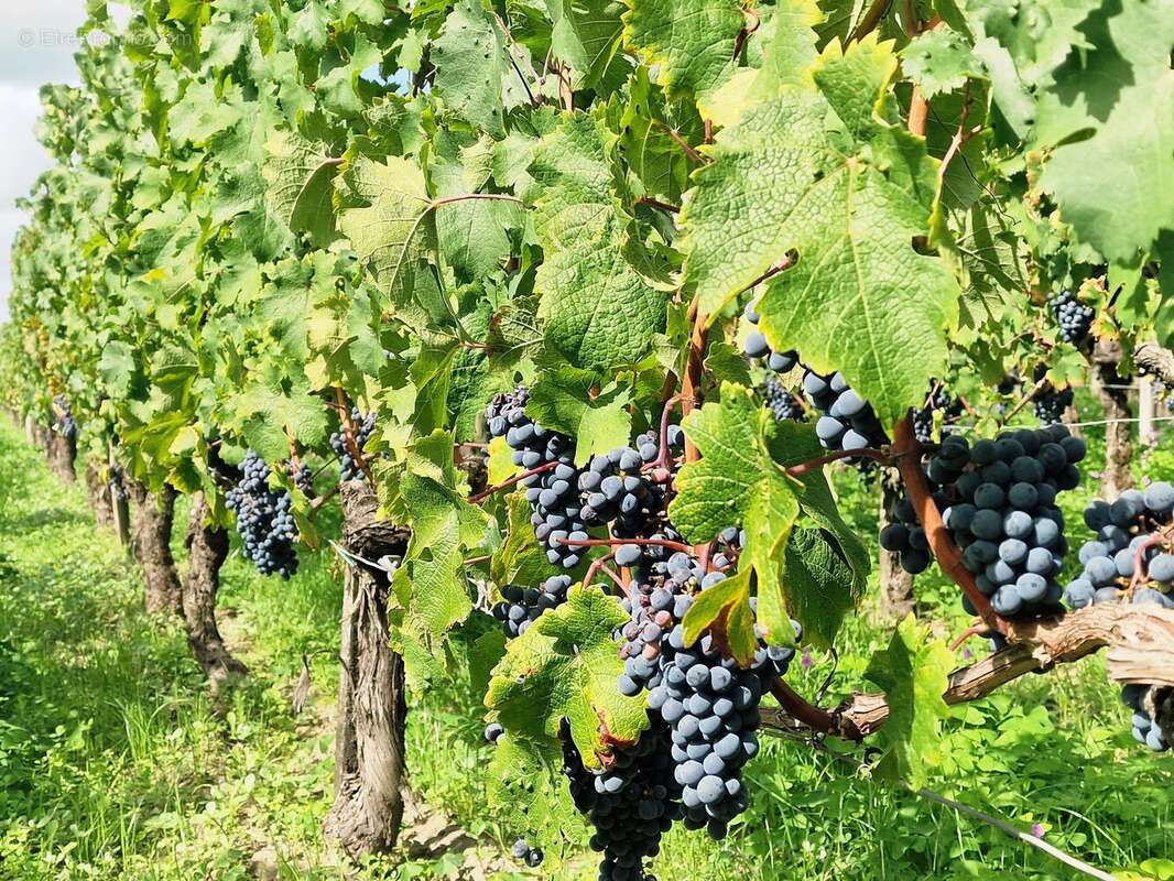 Maison à SAINT-EMILION