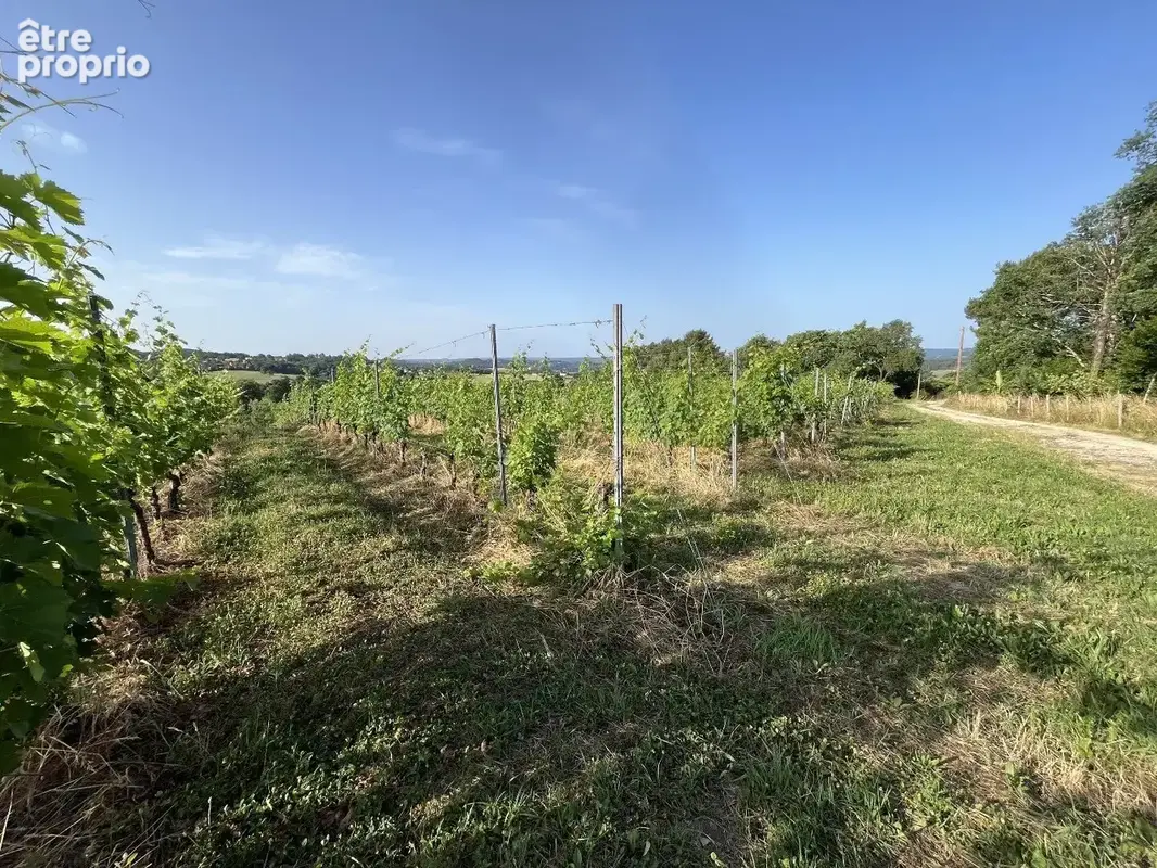 À Vendre : Terrain avec Vignes - Puy-d'Arnac (19) - photo 6