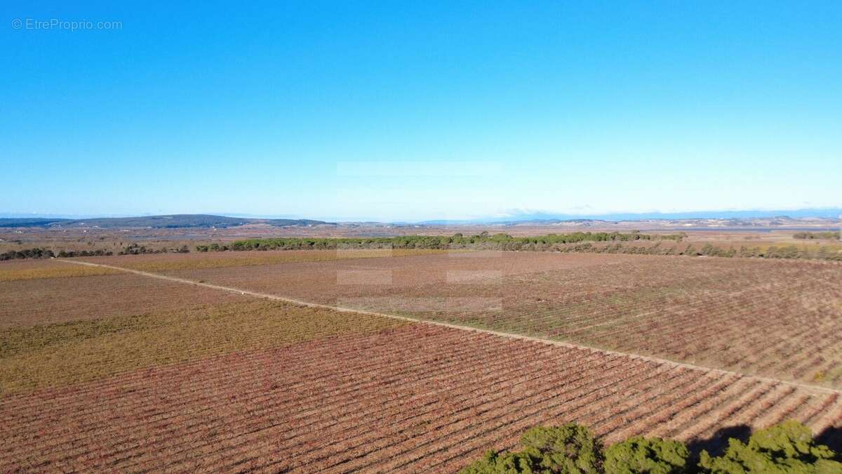Ténement foncier viticole d'exception dans l'Hérault - photo 2