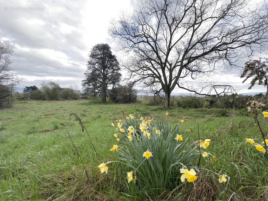 Terrain à PREVESSIN-MOENS