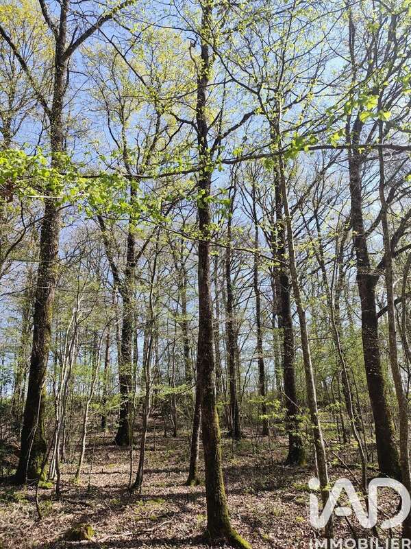 Photo 2 - Terrain à CHAMBEUGLE