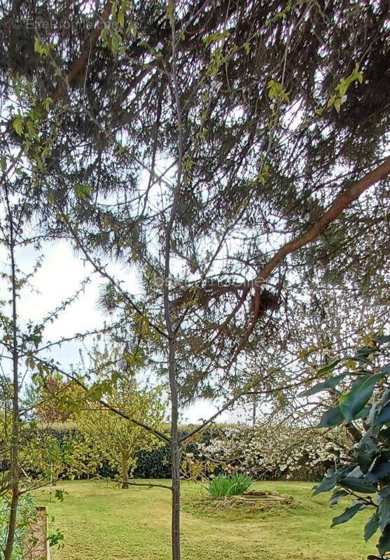 Terrain à TALMONT-SAINT-HILAIRE