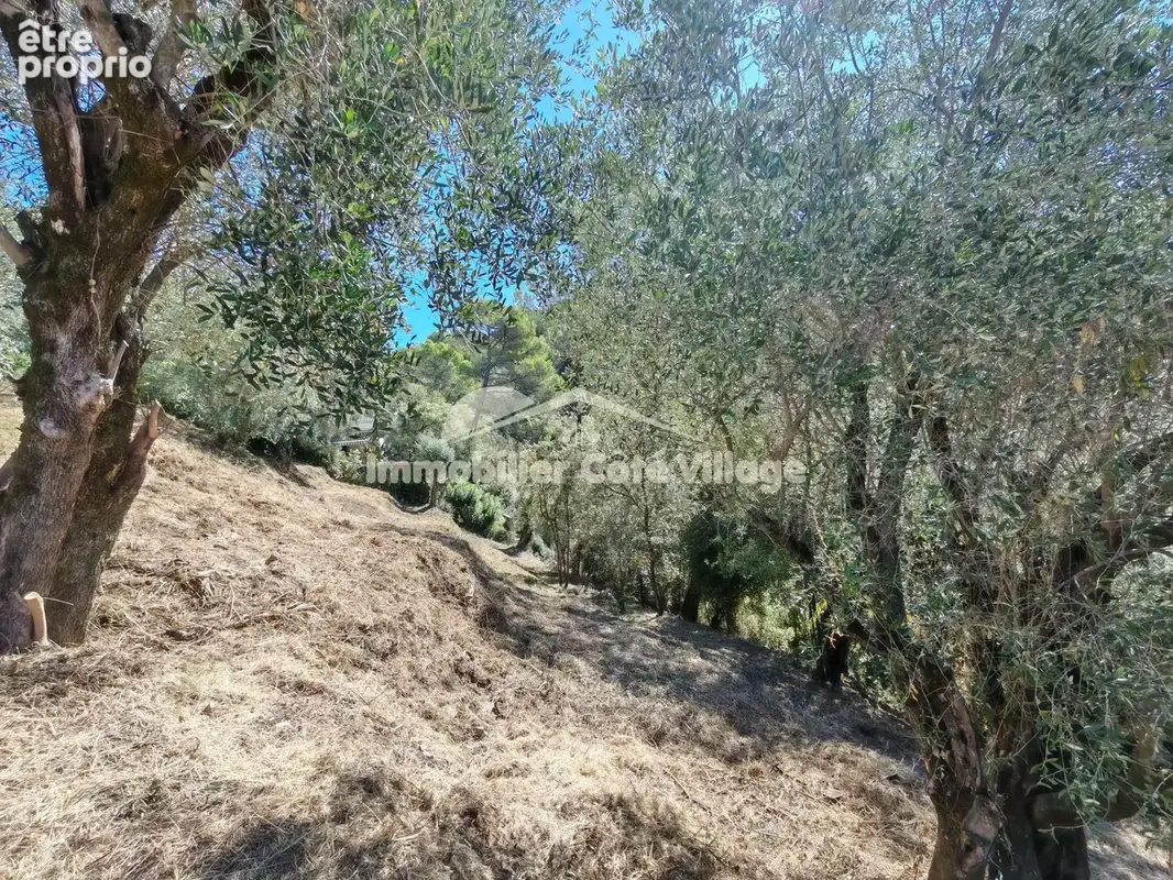 Hauteurs de saint-andré-de-la-roche   2 700 m2 de terrain arboré avec oliviers - photo 4