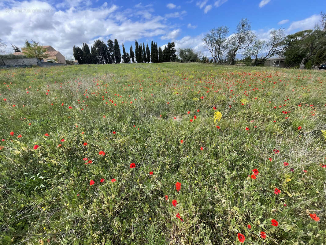 Terrain à CASTELNAU-D&#039;AUDE