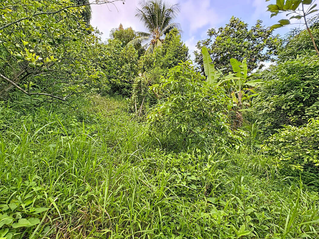 Terrain à LA TRINITE