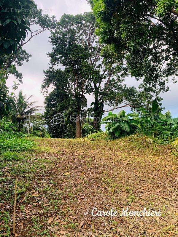 Terrain à CAPESTERRE-BELLE-EAU