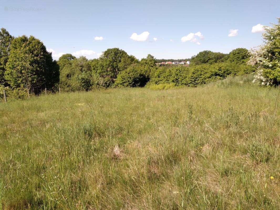Terrain à NEUVILLERS-SUR-FAVE