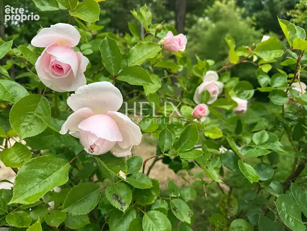 Appartement balcon sur parc, vue forêt Saint-Germain-en-Laye RER A, facile lycée international - photo 16