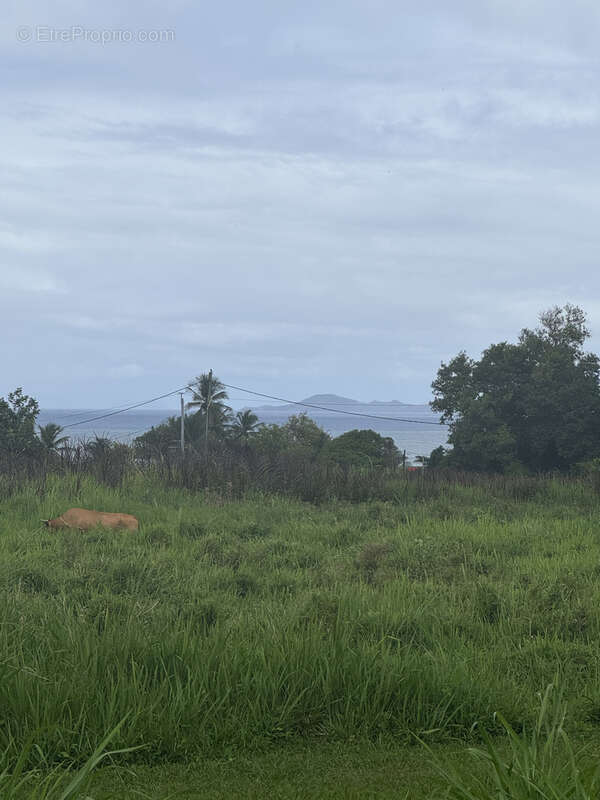 Terrain à CAPESTERRE-BELLE-EAU
