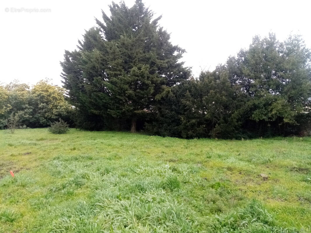 Terrain à MONTJEAN-SUR-LOIRE