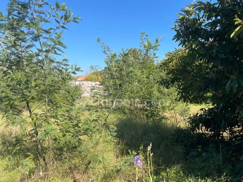 Terrain à LA FLOTTE