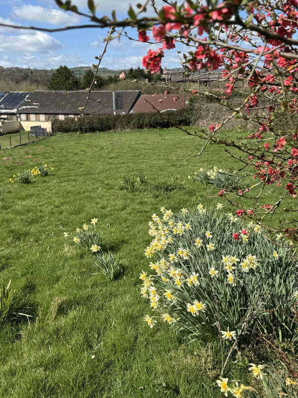 Terrain à SAINT-REMY