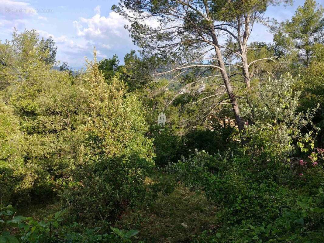 Terrain à Callas  - photo 4