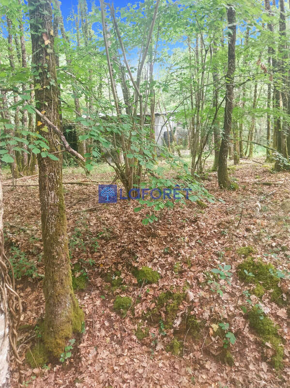 Terrain à LANGEAIS
