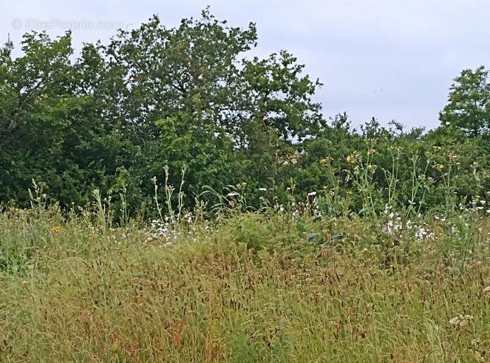 Terrain à SAINT-LAURENT-DE-LA-PREE