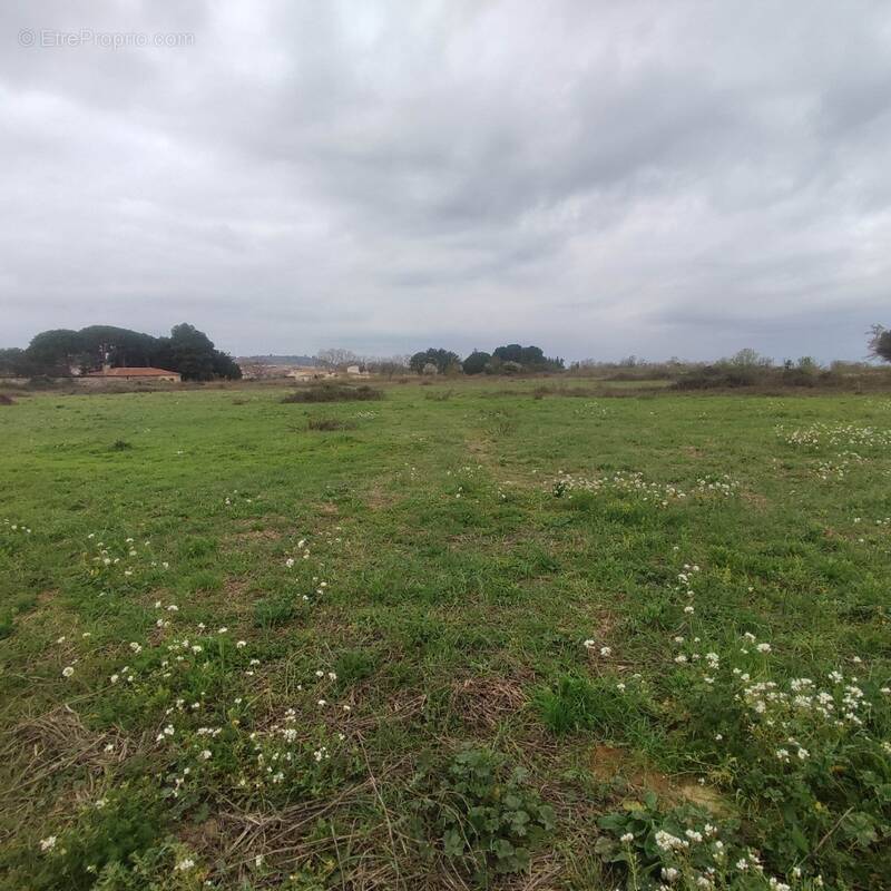 Terrain à SALLES-D'AUDE