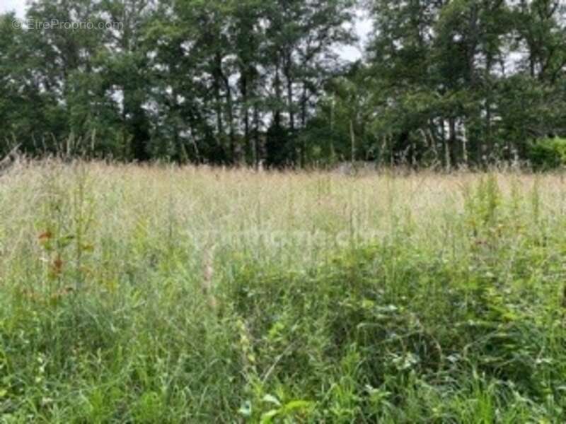 Souesmes, hors lotissement, au calme terrain constructible déjà clos - photo 2
