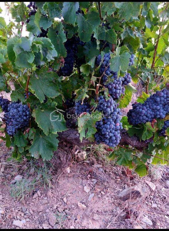 Terrain à BANYULS-SUR-MER