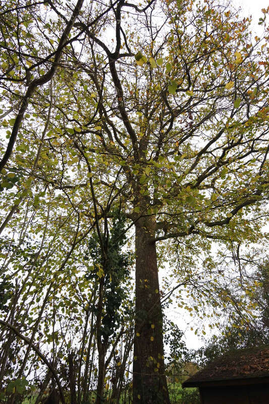 Maison à SAINT-MARTIN-DES-MONTS