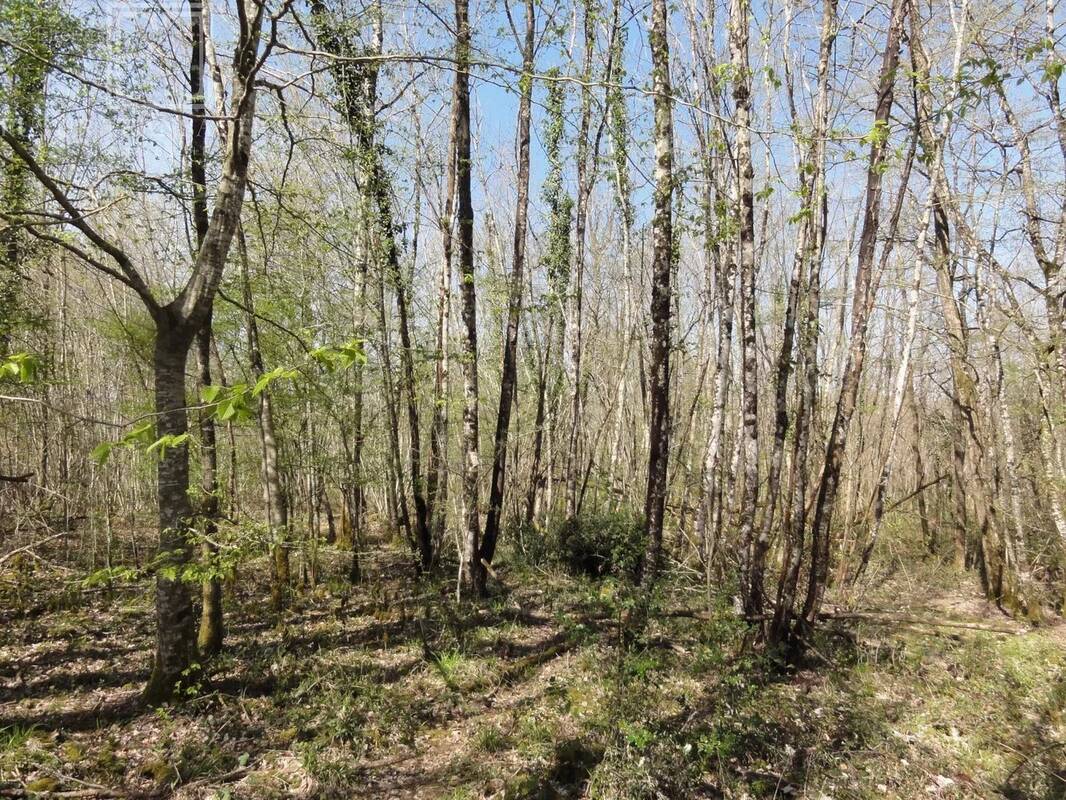 Terrain à SAINT-FRONT-SUR-NIZONNE
