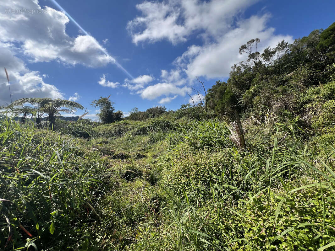 Terrain à LA PLAINE-DES-PALMISTES