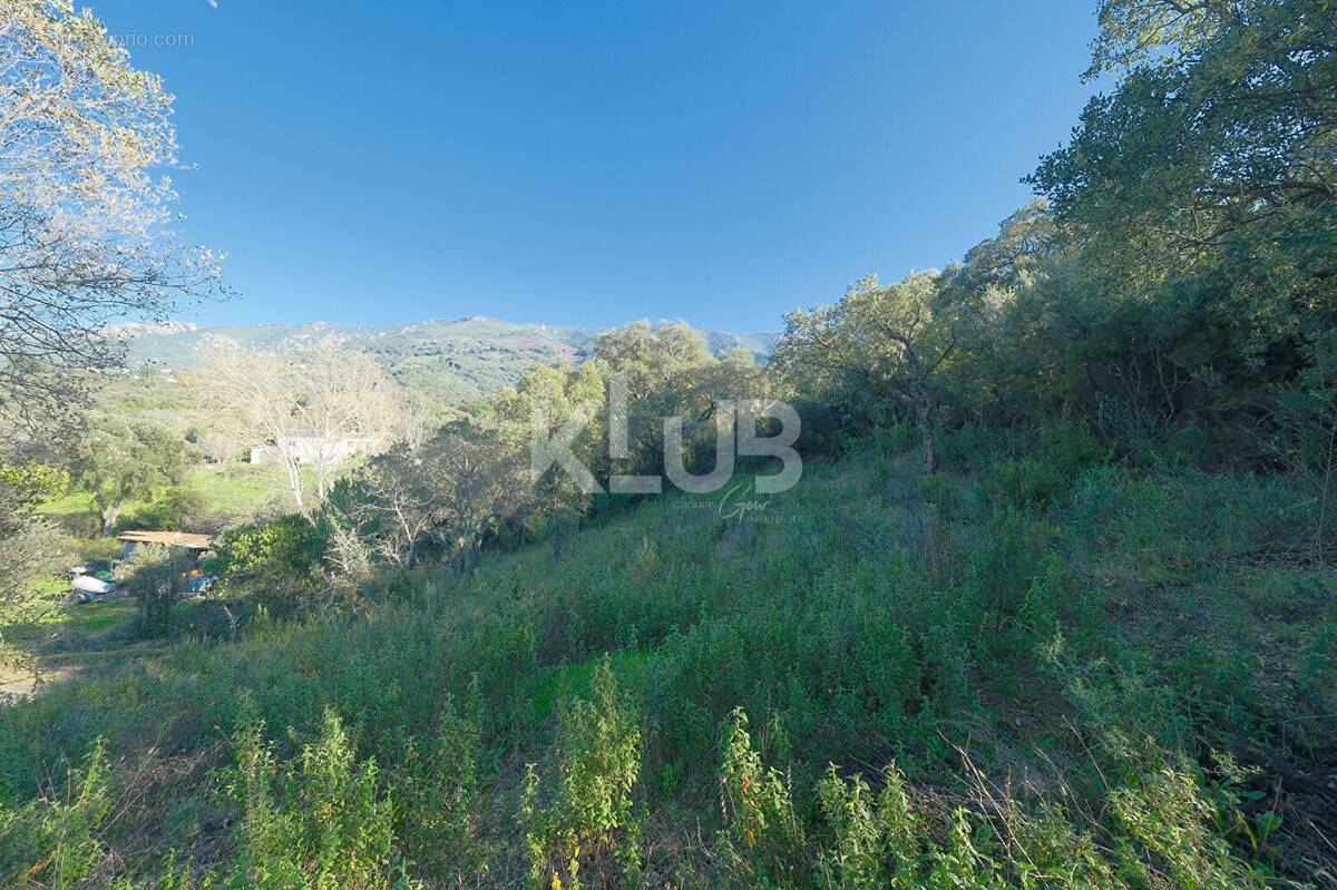 Terrain à CUTTOLI-CORTICCHIATO