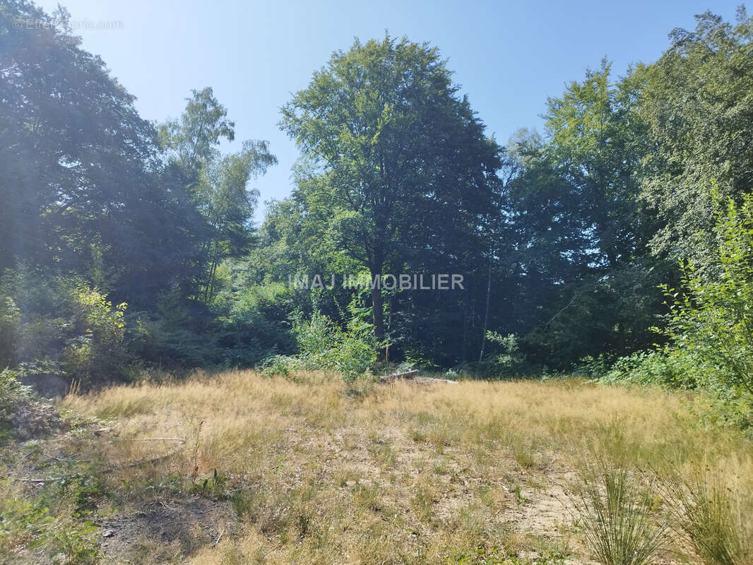 Terrain de loisir boise de 7000 m2 - proche epinal - avec chalet de loisir a renover - photo 4