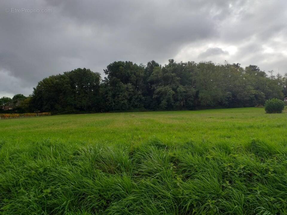Terrain à DAIGNAC